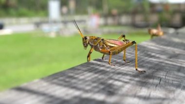 Everglades 'teki bir parkın korkuluklarında büyük çekirge.