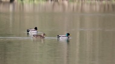 Renkli ördekler göletteki akıntıyla huzur içinde yüzerler.