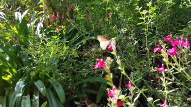 Uçan ve çiçeklerden nektar toplayan bir kelebeğin manzaralı bir fotoğrafı.