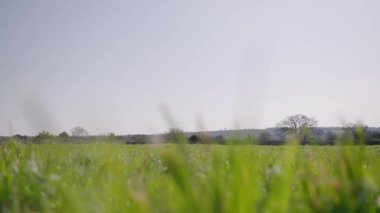 Sahada, temiz bir gökyüzünün altındaki parlak yeşil çimlerin yavaş çekim görüntüsü