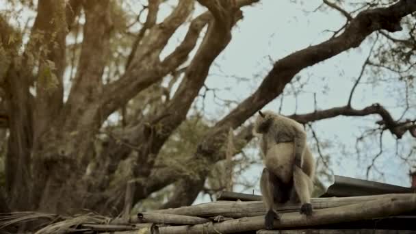 Szary Hanuman Langur Małpa Siedzi Dachu Wiejskiego Domu Obserwując Okolicę — Wideo stockowe