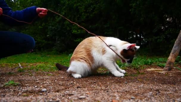 Ładny Filmik Zabawnym Czarno Białym Kotem Bawiącym Się Małą Gałęzią — Wideo stockowe