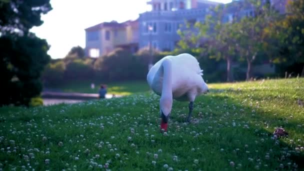 Los Cisnes Blancos Descansando Sobre Hierba Verde Parque Día Soleado — Vídeos de Stock