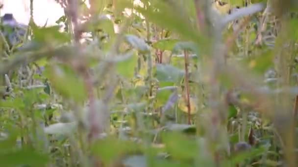 夕方の太陽に対する草のショット — ストック動画