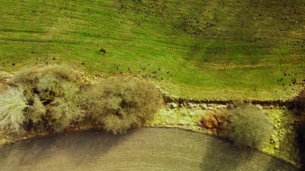 Aerial View Lined Leafless Dry Trees Green Valleys — Stock Video