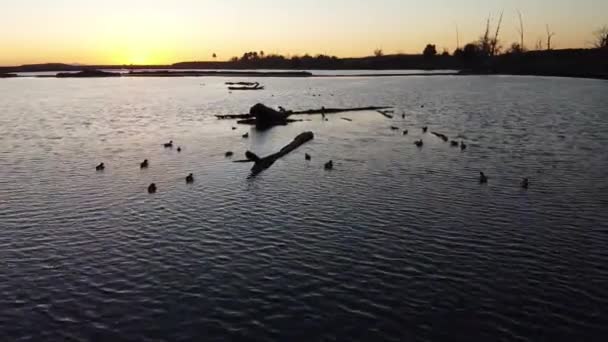 Egy Drónfelvétel Naplementéről Huntington Beachen Kacsákkal Csendes Óceánon Kaliforniában — Stock videók