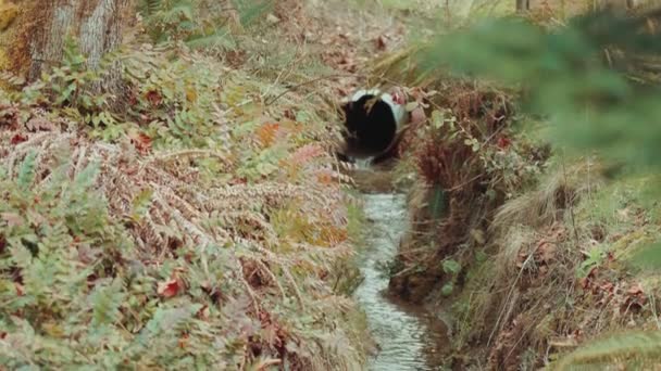 Der Wasserlauf Kleinen Entwässerungsgraben Einem Naturgrundstück Einem Bauernhof — Stockvideo