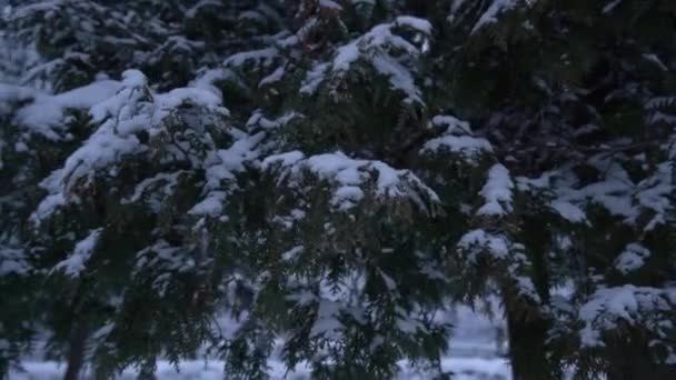 一棵被雪覆盖的松树的特写 — 图库视频影像