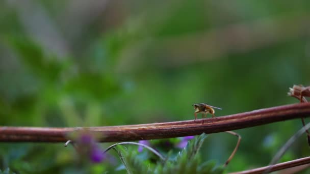 Insecto Sobre Una Brizna Hierba Sobre Fondo Borroso — Vídeo de stock