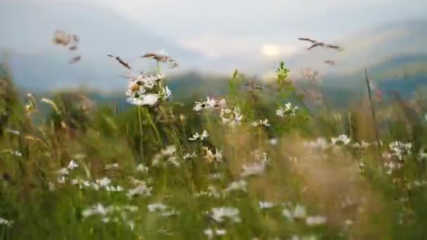 ドイツの野原で風に吹かれる野生の花のクローズアップ映像 — ストック動画