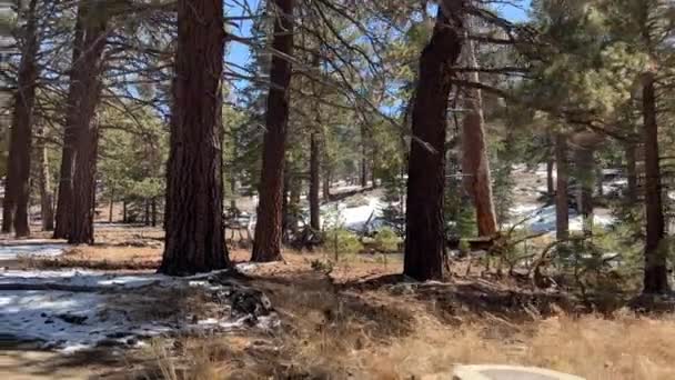 Gyönyörű Kilátás Nyílik San Jacinto Állami Park Kalifornia Kora Tavasszal — Stock videók