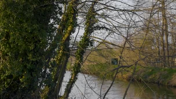 Uitzicht Rustig Meer Met Bomen Takken Voorgrond Groningen Nederland — Stockvideo