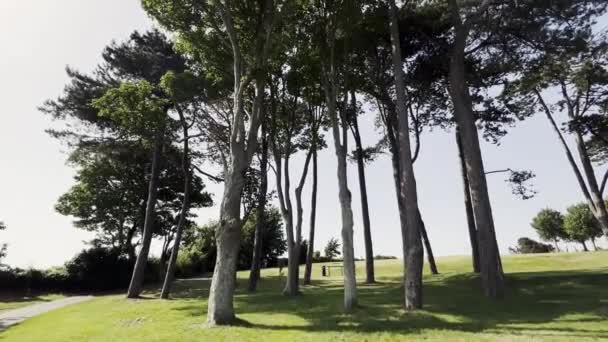 英国帕金顿海滩旁的一个公园里 有一株矮小的美丽的高树 — 图库视频影像