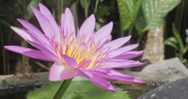 Φωτογραφία Ενός Λουλουδιού Στη Λίμνη Lotus Στο Monkey Forest Ubud — Αρχείο Βίντεο