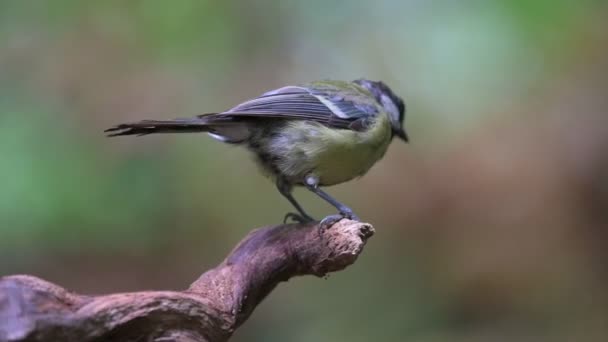 View Great Tit Parus Major Flying Sitting Tree Branch Flying — Stock video