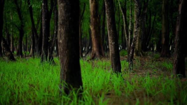 Sebuah Hutan Yang Indah Dengan Banyak Pohon Tinggi Dan Rumput — Stok Video