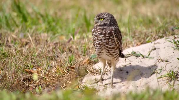 Burung Hantu Menggali Padang Gurun Florida — Stok Video