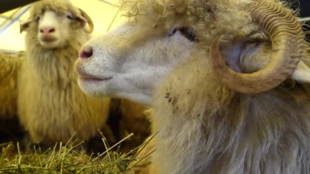 農場でかわいい羊のビデオ — ストック動画