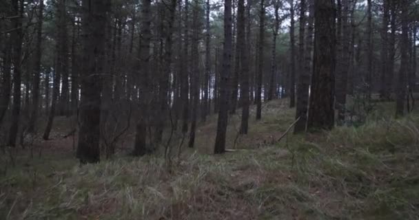 Bosque Espeluznante Con Árboles Verdes Altos — Vídeos de Stock