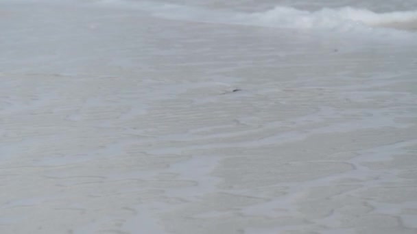 Дитяча Логарифмічна Морська Черепаха Робить Мексиканській Затоці — стокове відео