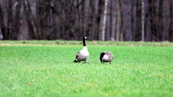 Hermoso Disparo Par Gansos Canadá Caminando Sobre Hierba Verde Parque — Vídeos de Stock