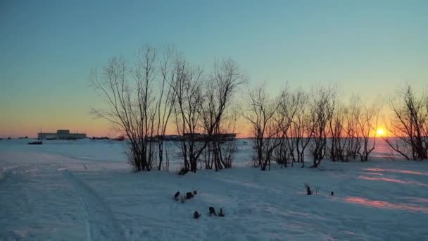 美丽的落日下 一片白雪覆盖的田野 绿树成荫 — 图库视频影像