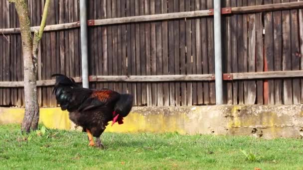 一只红顶的黑公鸡在栅栏附近的院子里走来走去吃东西 — 图库视频影像