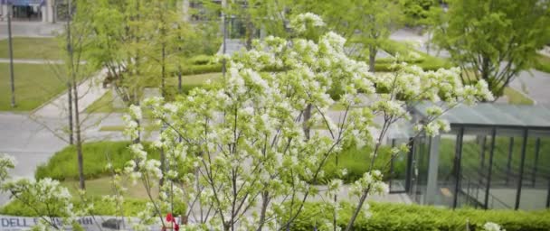 Sebuah Gambar Sudut Tinggi Dari Pohon Mekar Taman Hijau Seoul — Stok Video
