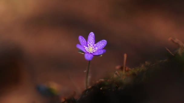 Μια Επιλεκτική Εστίαση Ενός Μωβ Hepatica Transsilvanica Λουλούδι Dewdrops Στο — Αρχείο Βίντεο