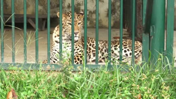Leopardo Comune All Interno Una Gabbia Uno Zoo — Video Stock