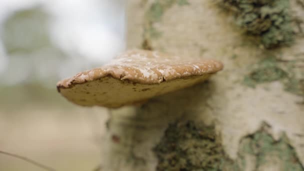 エバツボス国立森林の森の木の幹の真菌の閉鎖 — ストック動画