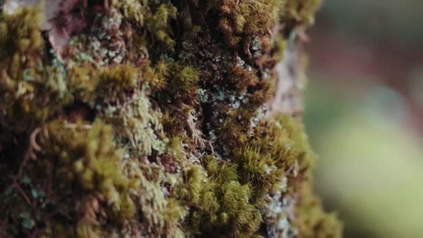 Closeup Shot Moss Tree — Stock Video