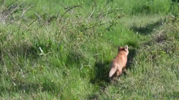 一个可爱的动物跑步的高清录像 — 图库视频影像