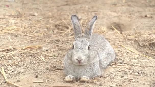 Niedliches Graubraunes Kaninchen Einem — Stockvideo