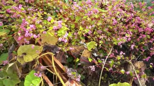 Pianta Grano Saraceno Red Rose Soba — Video Stock