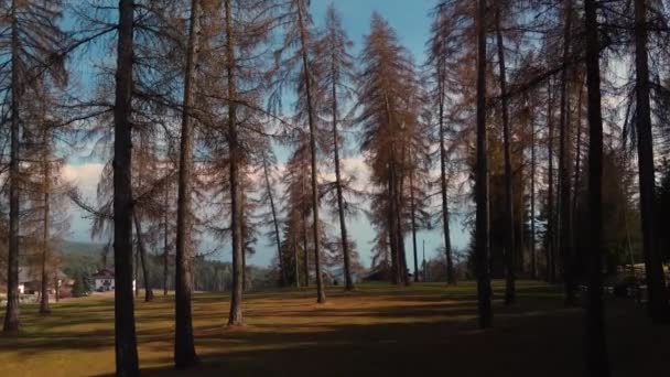 北イタリアの日当たりの良い山の森のドローンショット — ストック動画