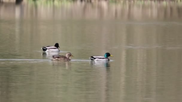 Renkli Ördekler Göletteki Akıntıyla Huzur Içinde Yüzerler — Stok video