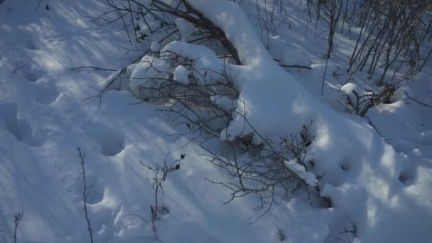 Vídeo Uma Floresta Coberta Neve Durante Inverno Winnipeg Canadá — Vídeo de Stock