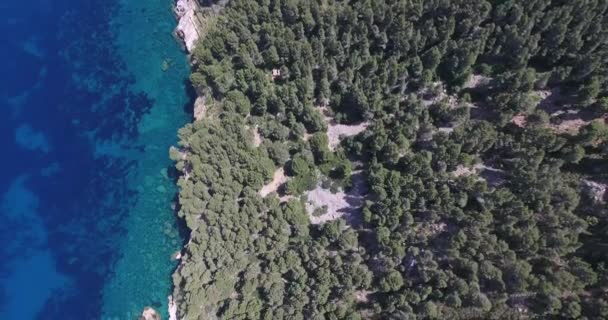 スペインのパルマ マリョルカ海によって成長する木の空中 — ストック動画