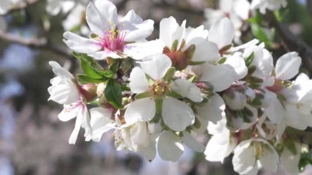 Mandelblüten Der Quinta Los Molinos Madrid Spanien — Stockvideo
