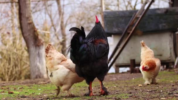 Closeup Rooster Walking Lawn Surrounded Hens Chickens Looking Food — Stock Video