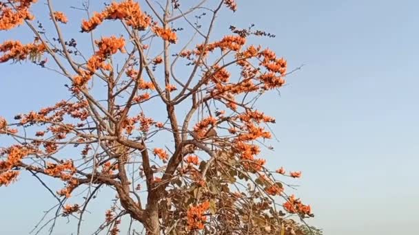 Hermosa Vista Las Flores Naranjas Del Árbol Monosperma Butea Con — Vídeo de stock