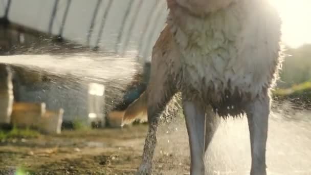 Egy Közeli Kép Egy Kutyáról Amint Zuhanyozik Parkban — Stock videók