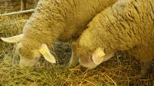 農場での可愛い羊の放牧のビデオ — ストック動画