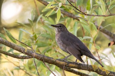 Ağaçtaki sıradan bir karatavuğun (Turdus merula) yakın plan görüntüsü