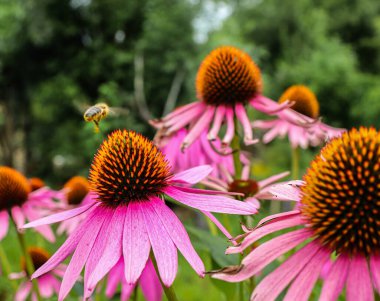 Çiçek açan pembe koni çiçeklerinin yakın plan çekimi.