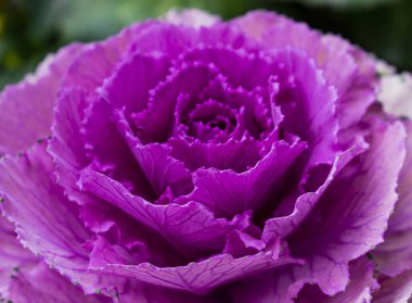 Süslü Kale 'nin yakın çekimi, Brassica oleracea.