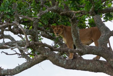 Bir dişi aslan ağaçta duruyor ve Tanzanya 'daki Serengeti Ulusal Parkı' nda avını arıyor.
