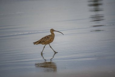 Gün boyunca denizde uzun gagalı kıvrımlı güzel bir fotoğraf.