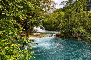 Hırvatistan 'da sık yeşil ağaçlarla çevrili Plitvice göllerinin manzarası